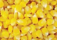 Frozen sweet corn