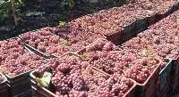 Fresh grapes