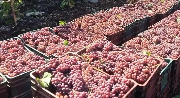 Fresh grapes