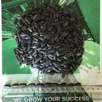 Black Sunflower Seeds For Human Consumption