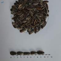 Striped Sunflower Seeds Jumbo 10+