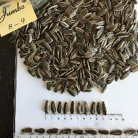 Striped Sunflower Seeds Jumbo 8-9