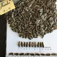 Striped Sunflower Seeds Jumbo 8-9
