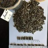 Striped Sunflower Seeds Jumbo 6-8