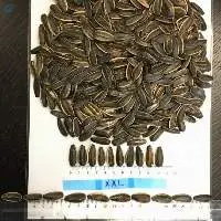 Striped Sunflower Seeds 