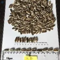 Striped Sunflower Seeds 