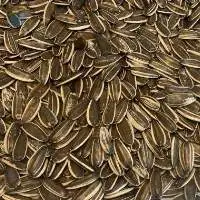 Striped Sunflower Seeds