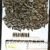 Striped Sunflower Seeds Jaguar 6 - 8