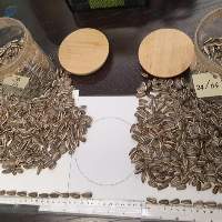 Striped Sunflower Seeds Dakota 22/64