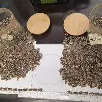 Striped Sunflower Seeds Dakota 22/64