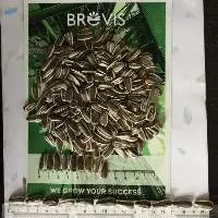 Striped Sunflower Seeds Dakota 20/64