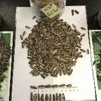 Striped Sunflower Seeds Dakota 18/64