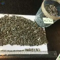 Striped Sunflower Seeds Badjer