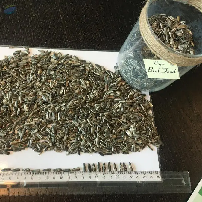 Striped Sunflower Seeds Badjer