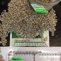 Sunflower Kernels Confectionery Grade