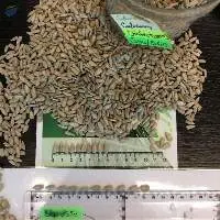 Sunflower Kernels Confectionery Grade