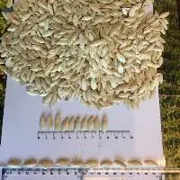 Pumpkin Seeds Lady Nail