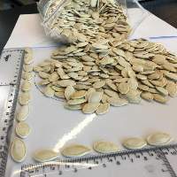 Pumpkin Seeds Ukrainian Type