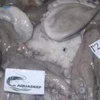 Octopus Vulgaris