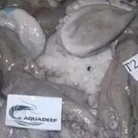 Octopus Vulgaris