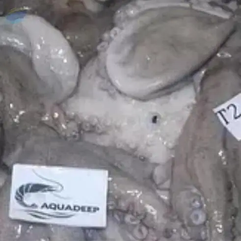 Octopus Vulgaris