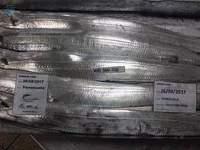 Ribbon Fish (Trichiurus lepturus)