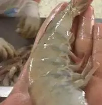 Shrimps (Penaeus Brasiliensis And Notialis)