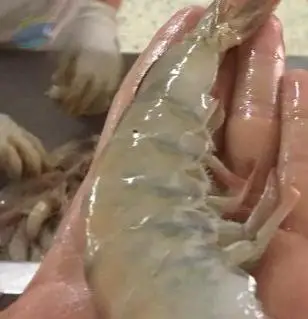 Shrimps (Penaeus Brasiliensis And Notialis)