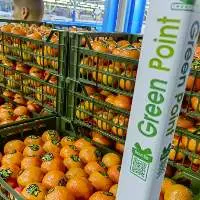 Fresh Mandarins
