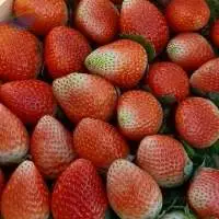 Fresh Strawberry