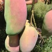 Fresh Mango
