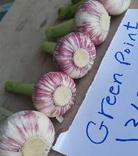 Garlic