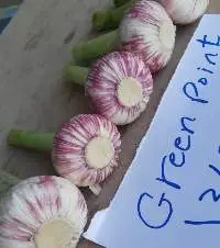 Garlic