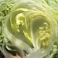 Fresh Iceberg
