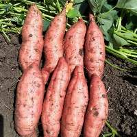 Sweet Potato