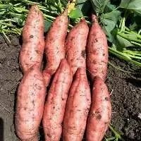 Sweet Potato