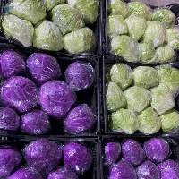 Fresh Cabbage