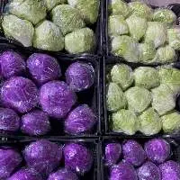 Fresh Cabbage