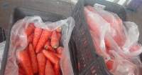 Fresh Carrots