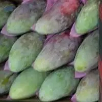 Fresh Mango