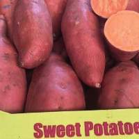 fresh sweet potato