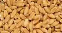 Wheat