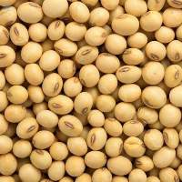 Soybean