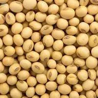 Soybean