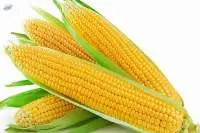 Yellow Corn GMO