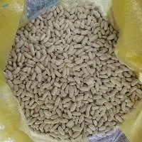 White Kidney Bean