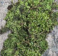 Natural Moss