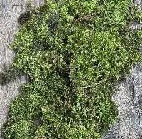 Natural Moss