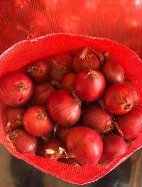 Red/Purple Onion