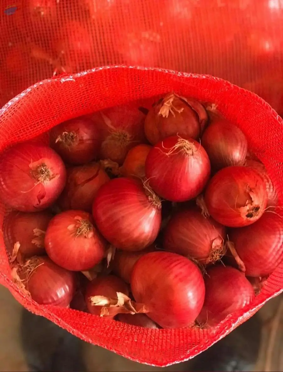 Red/Purple Onion